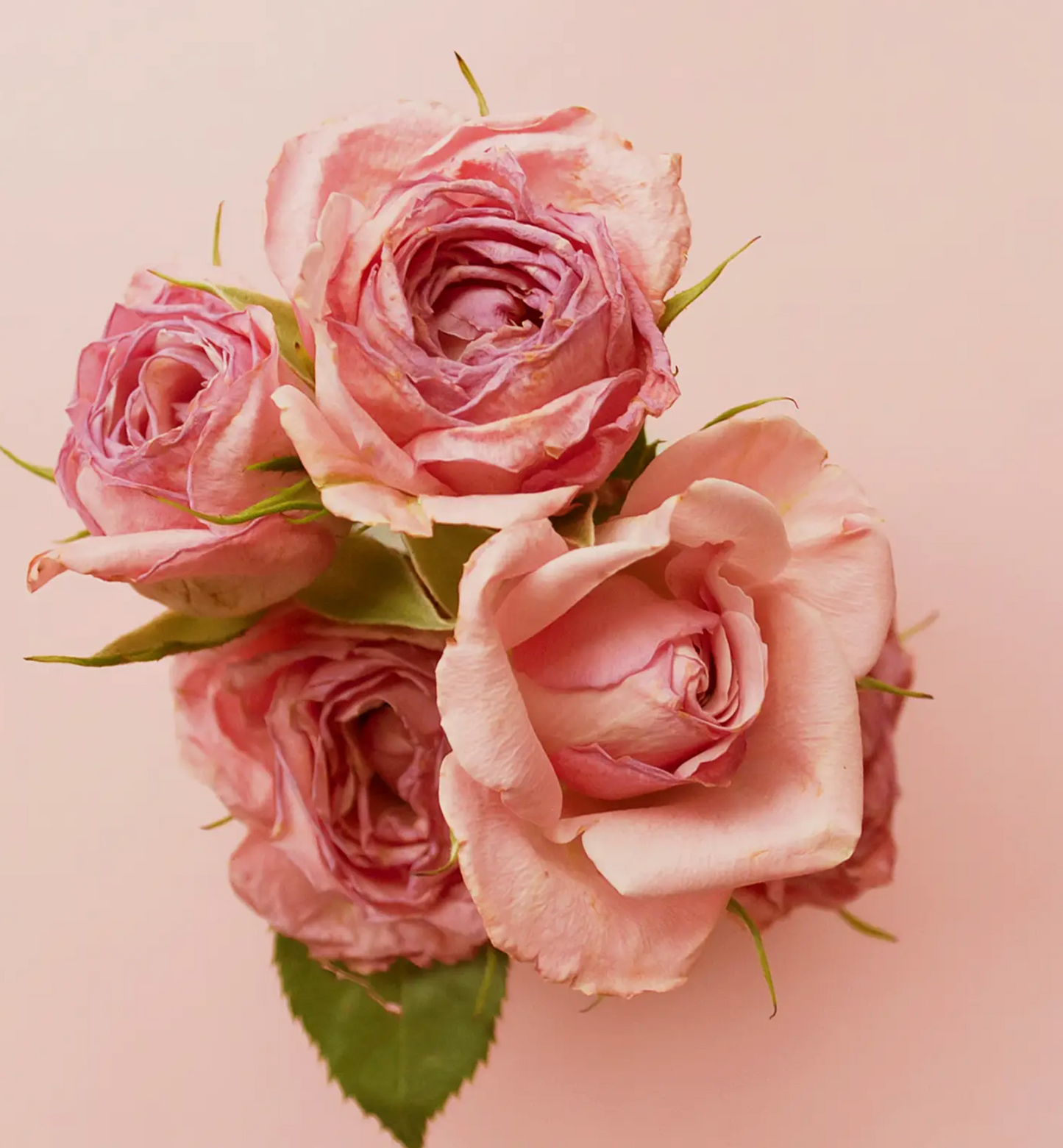Aydry & Co Vintage Rose Jar Candle - Large